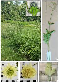 Image result for Cephalaria
