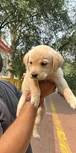 Find Purebred Puppies & Dogs for sale in Ranchi | Mr n Mrs Pet