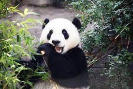 Best Time For San Diego Zoo 2021 Best Season Rove Me