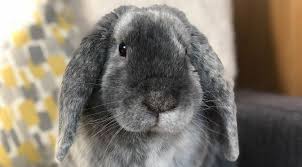 Meadow or timothy) is the one food you should introduce from the start, even if your rabbit isn't already eating it. Are Rabbits Ok Living Alone House Rabbit Hub