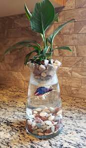 8 Betta Fish Flower Vase Diy Fish Tank Vase Fish Tank Fish Plants