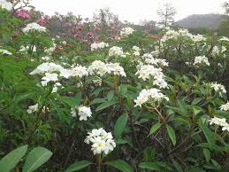 Plumeria Alba Plumeria Plants Alba