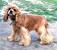 Liver English Cocker Spaniel Colors