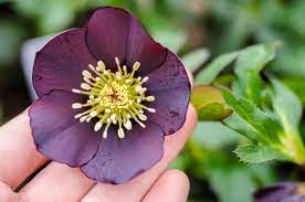 For an extensive list of suggestions, and even invasive plants to avoid, be sure to take a look at the northern virginia native plant guide. Top 5 Tried And True Perennial Plants For The Shade Garden Strange S Florists Greenhouses And Garden Centers Richmond Va