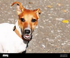 Russell gray hi-res stock photography and images