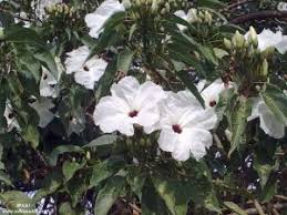 Image result for Ipomoea adenioides