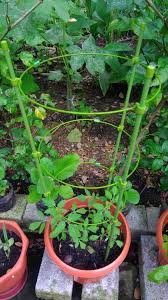 Dengan cara organik, semoga bermanfaat untuk anda semua, selamat bercocok tanam… Mingguan Wanita Berkebun Tanam Tomato Akhirnya Jumpa Facebook
