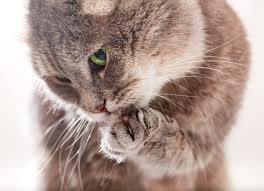 Every cat uses the foot pillow. Skin Inflammation Of The Paws In Cats Petmd