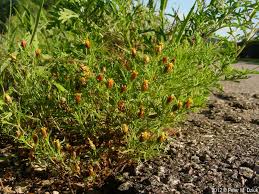 Image result for Dyssodia