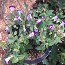 Sketsa gambar bunga terompet gambar rimbunan bunga terompet orange bunga gambar terompet jual lukisan kaligrafi bunga terompet minimalis kab gianyar Tanaman Hias Gantung Bunga Terompet Lazada Indonesia