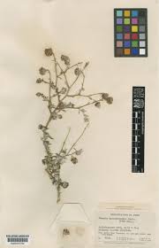 Image result for Senecio purpureus