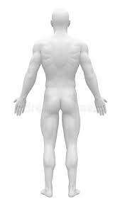 Blank diagram of the human body medical anatomy. 1 200 Anatomy Free Stock Photos Stockfreeimages