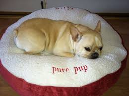Pure Barre Redondo Beach S Pure Pup Gus Pure Products Pup Cute Animals