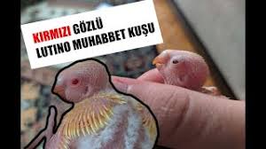 Kirmizi Gozlu Kus Olur Mu Lutino Cins Muhabbet Kusu Youtube