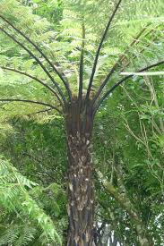 Image result for Cyathea thomsonii