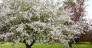 Maybe you would like to learn more about one of these? Crabapple Trees Expert Growing And Care Tips Australian House And Garden
