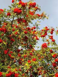 Dass die eberesche, auch vogelbeere genannt, sogar heilwirkungen hat, ist jedoch nicht mal allen eingeweihten bekannt. Sorbus Aucuparia Edulis