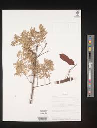 Image result for Acacia goetzei