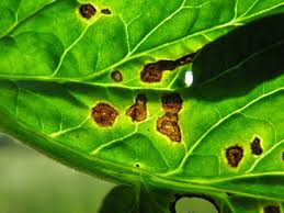 Image result for tomato seedling pseudomonas syringae pv tomato symptoms