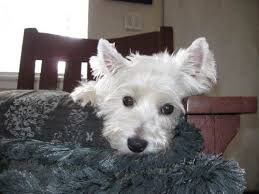 We did not find results for: Carolina Westie Rescue Westie Dogs Westies Westie Terrier