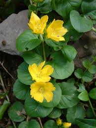 Image result for Lysimachia
