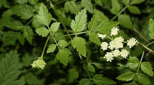 Image result for Cnestis polyphylla