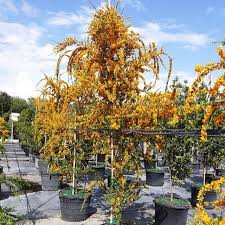 Image result for Brya