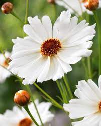 Buy Coreopsis Limbo Online Plants Garden Flowers Perennials White Gardens