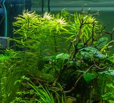 Image result for Pogostemon aquaticus