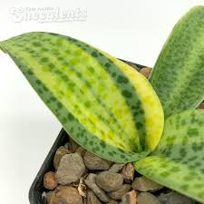 Image result for Drimiopsis