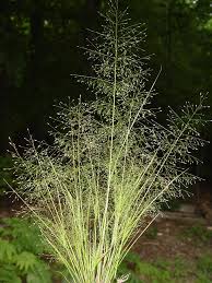 Image result for Eragrostis porosa