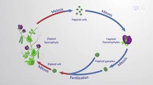 Check spelling or type a new query. Jove Science Education Plant Reproduction