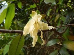 Image result for Hexalobus