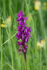 Image result for Cynorkis kassneriana