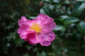 Image result for Camellia
