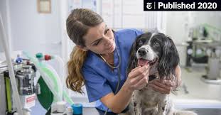 Fear free shelters fear free launches the shelter program free of charge to shelter employees and volunteers who want to improve the. Fear Free Pets Make For Happier Pets And Owners The New York Times