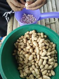 Tanam kacang tanah 2 bulan di panen kacang tanah usia 2 bulanan. Cara Tanam Kacang Tanah Tanpa Guna Racun Serangga Tapi Hasil Banyak Impiana