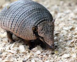 Eats grasses, fruits and, water plants. Nocturnal Animals Found In The Amazon Rainforest Rainforest Cruises