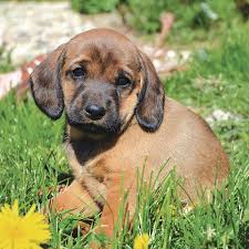 Image result for alpský brakýř jezevčíkovitý