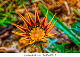 Image result for Gazania krebsiana