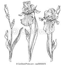 A simple guide paperback collection. Iris Flowers Hand Drawn Pen And Ink Iris Flowers Botanical Illustration Colors Can Be Changed Easily Flowers Are Separate Canstock