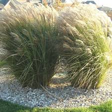 Image result for Miscanthus sinensis