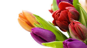 Check spelling or type a new query. Beautiful Flowers Images Hd Free Download 1024x576 Wallpaper Teahub Io
