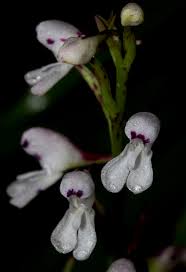 Image result for Disa saxicola