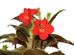 Image result for Kohleria