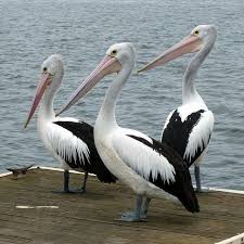 Sea Bird With Big Mouth Free Image On Pixabay Pelicans Pelican Water Bird Australian Birds Animals Wild Wild Animal Games