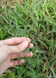 Image result for Oldenlandia affinis