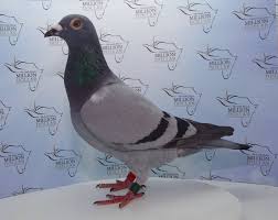 Samdpr On Twitter Little Miss Nikki Entered By Tom Schilling Of The Usa And The Winner Of The 21st South African Million Dollar Pigeon Race Samdpr Https T Co 9j43mdjdyl Over the time it has been ranked as high as 278 999 in the world, while most of its traffic comes from qatar, where it reached as high as 869 position. samdpr on twitter little miss nikki