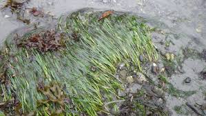 Image result for Zosteraceae