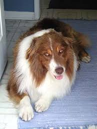 Australian shepherd puppies az rescue. Happy Endings Aussie Rescue Socal